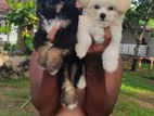 Tibetan terriear puppies