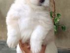 Tibetan terriear puppies