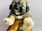 Tibetan Terrier Puppies