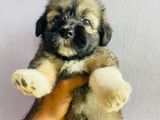 Tibetan Terrier Puppies