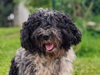 Tibetan Terrier for Crossing