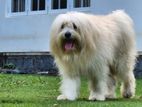Tibetan Terrier