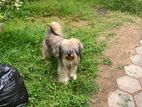 Tibetan Terrier Dog for Croosin
