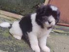 Tibetan Terrier Dog