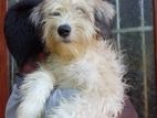 Tibetan Terrier Female