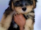 Tibetan Terrier Female Puppies