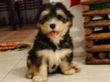 Tibetan Terrier Female Puppies