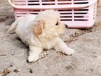 Tibetan Terrier Female Puppy