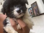 Tibetan Terrier Female Puppy