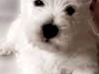 Tibetan Terrier Female Puppy