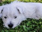 Tibetan Terrier Female Puppy