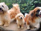 Tibetan Terrier Female Puppy