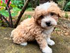 Tibetan terrier female puppy