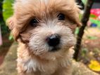 Tibetan Terrier Female Puppy