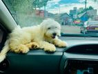Tibetan terrier female puppy