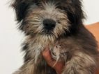 Tibetan Terrier Female Puppy