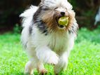 Tibetan Terrier for Crossing