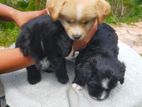 Tibetan Terrier Puppies