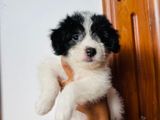 Tibetan Terrier