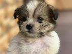 Tibetan Terrier Puppy