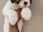 Tibetan Terrier Puppies