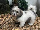 Tibetan Terrier