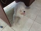Tibetan Terrier Puppy