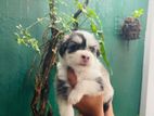 Tibetan Terriers Puppies