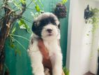 Tibetan Terrier Puppy