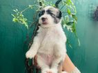 Tibetan Terrier