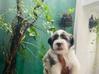 Tibetan terrier