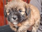 Tibetan Terrier Puppy