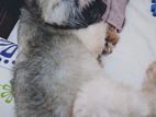 Tibetan Terrier
