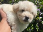 Tibetan Terrier