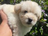 Tibetan Terrier