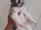 Tibetan Terrier Puppy