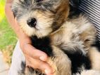 Tibetan Terrier Puppy