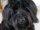 Tibetan Terrier