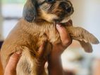 Tibetan Terrier Puppies
