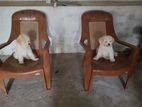 Tibetan Terrier