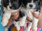 Tibetan Terrier Puppy
