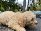 Tibetan Terrier