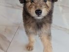 Tibetan Terrier Puppy