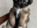 Tibetan Terrier Puppy