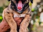 Tibetan Terrier Mail Puppy