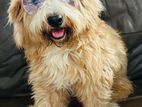 Tibetan Terrier Male Dog for Crossing