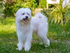 Tibetan Terrier Male for Crossing