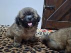 Tibetan Terrier Male Puppies