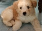 Tibetan Terrier Male Puppy