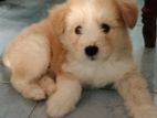 Tibetan Terrier Male Puppy